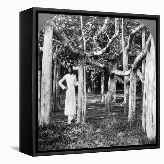 Among the Roots of a Banyan Tree, Calcutta, India, 1900s-Underwood & Underwood-Framed Premier Image Canvas