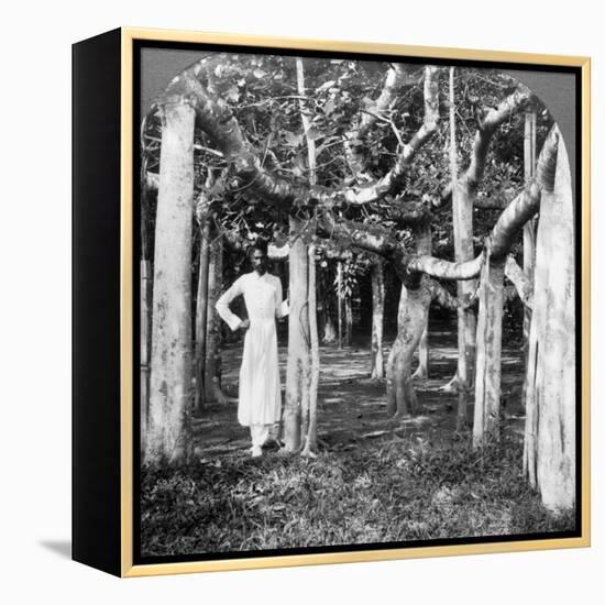 Among the Roots of a Banyan Tree, Calcutta, India, 1900s-Underwood & Underwood-Framed Premier Image Canvas