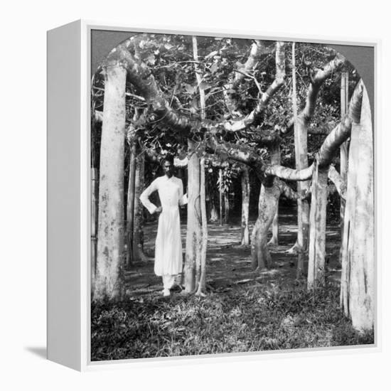 Among the Roots of a Banyan Tree, Calcutta, India, 1900s-Underwood & Underwood-Framed Premier Image Canvas