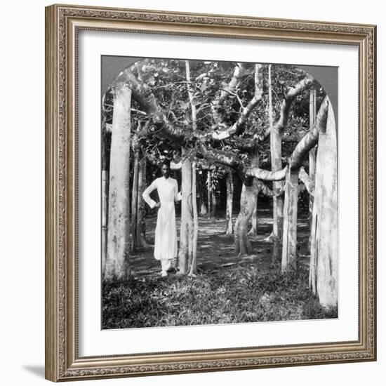 Among the Roots of a Banyan Tree, Calcutta, India, 1900s-Underwood & Underwood-Framed Photographic Print