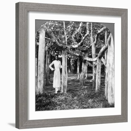 Among the Roots of a Banyan Tree, Calcutta, India, 1900s-Underwood & Underwood-Framed Photographic Print