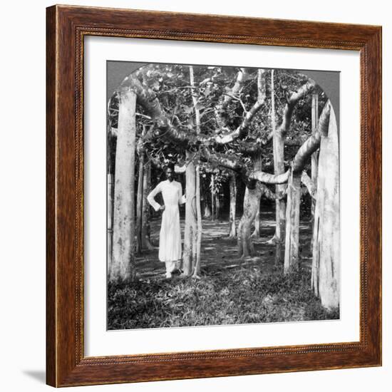 Among the Roots of a Banyan Tree, Calcutta, India, 1900s-Underwood & Underwood-Framed Photographic Print