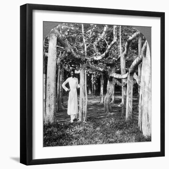 Among the Roots of a Banyan Tree, Calcutta, India, 1900s-Underwood & Underwood-Framed Photographic Print