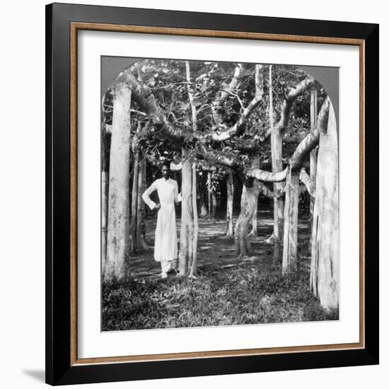 Among the Roots of a Banyan Tree, Calcutta, India, 1900s-Underwood & Underwood-Framed Photographic Print