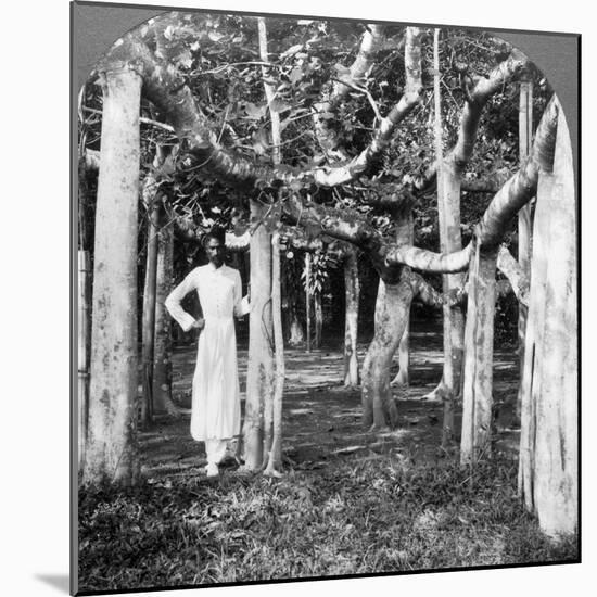 Among the Roots of a Banyan Tree, Calcutta, India, 1900s-Underwood & Underwood-Mounted Photographic Print