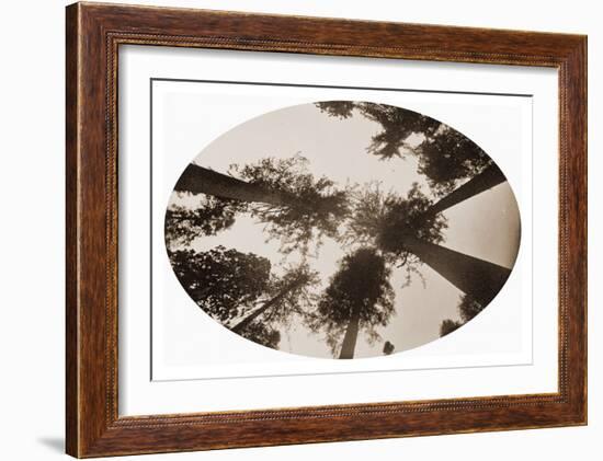 Among The Tree Tops Calaveras Grove-Carleton Watkins-Framed Art Print