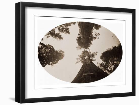 Among the Treetops, Calaveras Grove, California, 1878-Carleton Watkins-Framed Art Print
