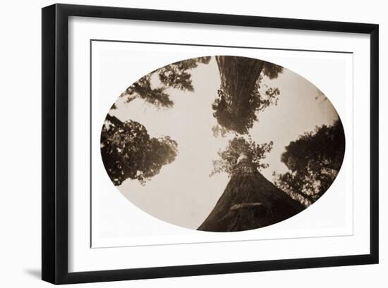 Among the Treetops, Calaveras Grove, California, 1878-Carleton Watkins-Framed Art Print