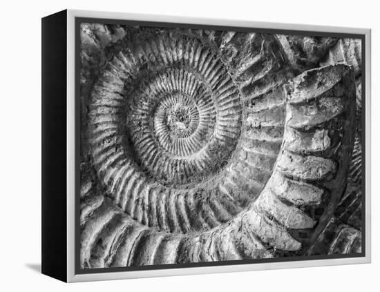 Amonita 1-Moises Levy-Framed Premier Image Canvas