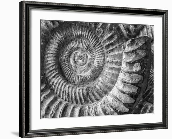 Amonita 1-Moises Levy-Framed Photographic Print