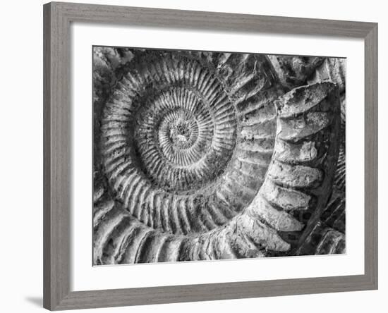 Amonita 1-Moises Levy-Framed Photographic Print