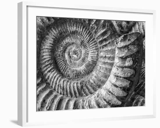 Amonita 1-Moises Levy-Framed Photographic Print