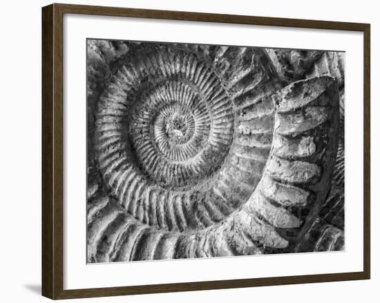 Amonita 1-Moises Levy-Framed Photographic Print