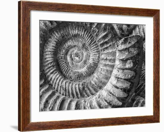 Amonita 1-Moises Levy-Framed Photographic Print