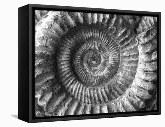 Amonita 2-Moises Levy-Framed Premier Image Canvas