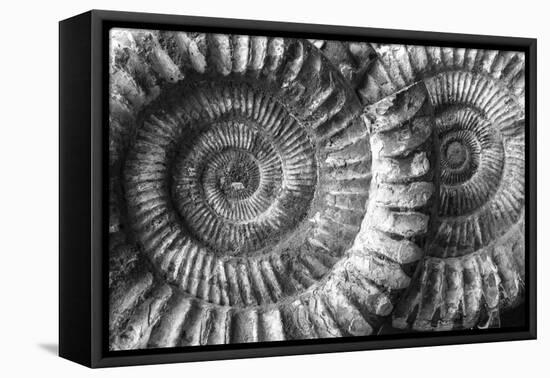 Amonita 3-Moises Levy-Framed Premier Image Canvas