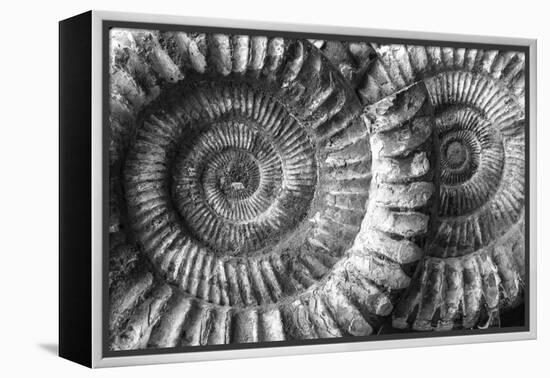 Amonita 3-Moises Levy-Framed Premier Image Canvas