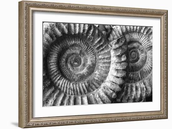 Amonita 3-Moises Levy-Framed Photographic Print