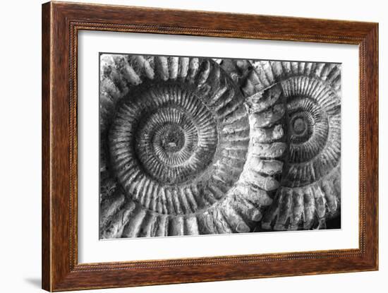 Amonita 3-Moises Levy-Framed Photographic Print