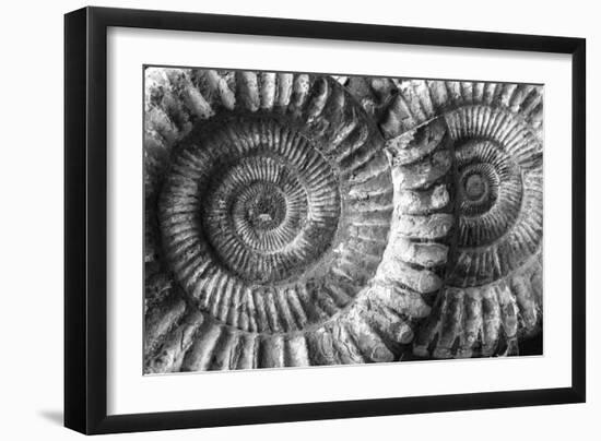 Amonita 3-Moises Levy-Framed Photographic Print