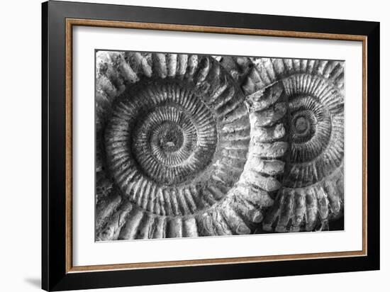 Amonita 3-Moises Levy-Framed Photographic Print