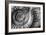 Amonita 3-Moises Levy-Framed Photographic Print