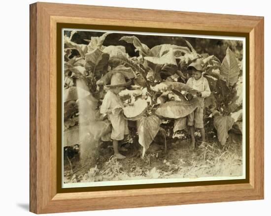 Amos 6 and Horace 4 Worm and Sucker Tobacco Plants All Day for their Father John Neal at Warren Cou-Lewis Wickes Hine-Framed Premier Image Canvas