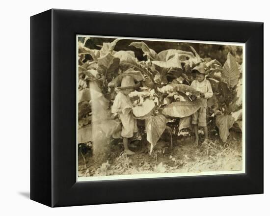 Amos 6 and Horace 4 Worm and Sucker Tobacco Plants All Day for their Father John Neal at Warren Cou-Lewis Wickes Hine-Framed Premier Image Canvas