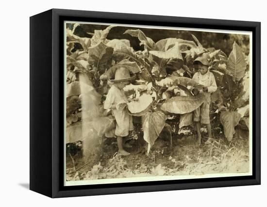 Amos 6 and Horace 4 Worm and Sucker Tobacco Plants All Day for their Father John Neal at Warren Cou-Lewis Wickes Hine-Framed Premier Image Canvas