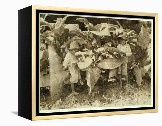 Amos 6 and Horace 4 Worm and Sucker Tobacco Plants All Day for their Father John Neal at Warren Cou-Lewis Wickes Hine-Framed Premier Image Canvas