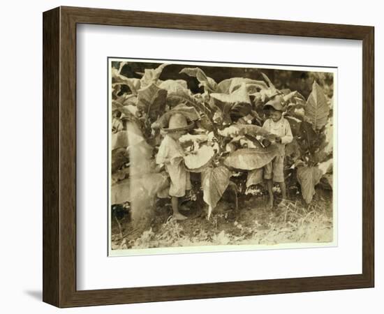Amos 6 and Horace 4 Worm and Sucker Tobacco Plants All Day for their Father John Neal at Warren Cou-Lewis Wickes Hine-Framed Photographic Print