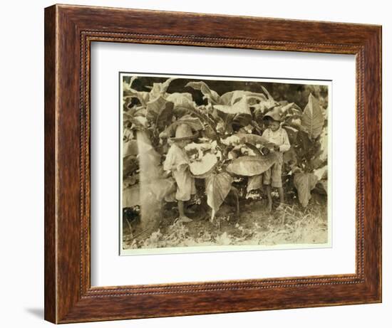 Amos 6 and Horace 4 Worm and Sucker Tobacco Plants All Day for their Father John Neal at Warren Cou-Lewis Wickes Hine-Framed Photographic Print