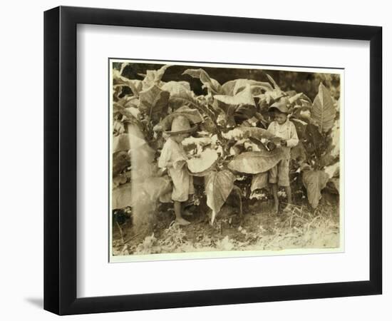 Amos 6 and Horace 4 Worm and Sucker Tobacco Plants All Day for their Father John Neal at Warren Cou-Lewis Wickes Hine-Framed Photographic Print