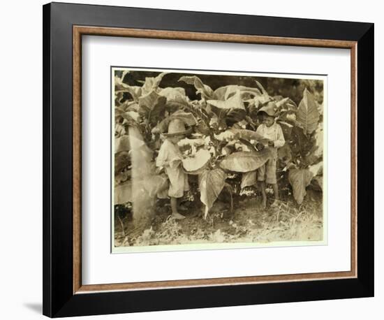 Amos 6 and Horace 4 Worm and Sucker Tobacco Plants All Day for their Father John Neal at Warren Cou-Lewis Wickes Hine-Framed Photographic Print