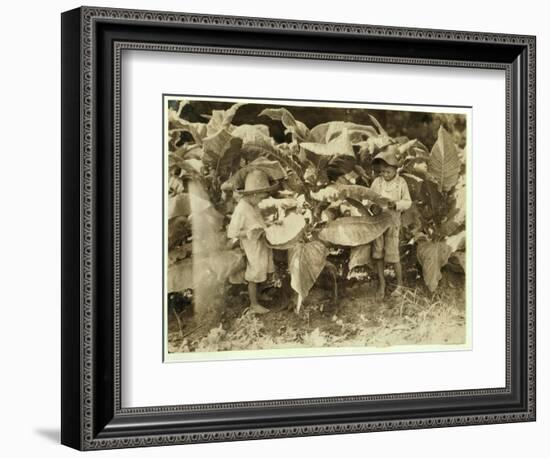 Amos 6 and Horace 4 Worm and Sucker Tobacco Plants All Day for their Father John Neal at Warren Cou-Lewis Wickes Hine-Framed Photographic Print