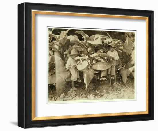 Amos 6 and Horace 4 Worm and Sucker Tobacco Plants All Day for their Father John Neal at Warren Cou-Lewis Wickes Hine-Framed Photographic Print