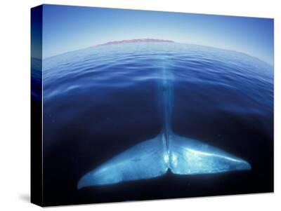 WHALES AT SUNSET SCENIC LARGE BOX CANVAS FRAMED 30/"x20/"