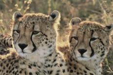 South Africa, Close-Up of Cheetahs-Amos Nachoum-Photographic Print