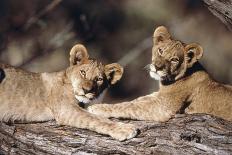 South Africa, Lion Cubs-Amos Nachoum-Photographic Print