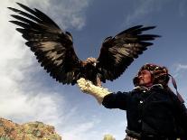 Young Boy Holding a Falcon, Golden Eagle Festival, Mongolia-Amos Nachoum-Framed Photographic Print