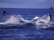 Whale Tail, Alaska, USA-Amos Nachoum-Photographic Print
