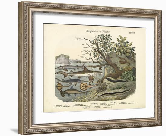 Amphibians and Fishes, C.1860-null-Framed Giclee Print