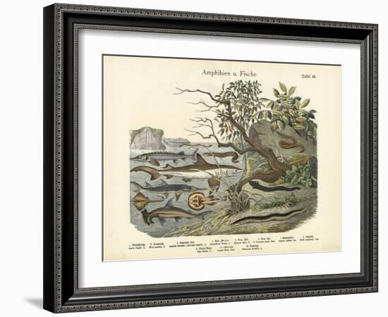 Amphibians and Fishes, C.1860-null-Framed Giclee Print