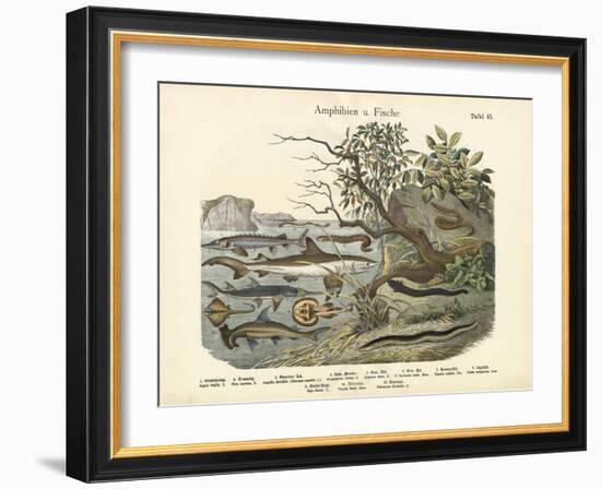 Amphibians and Fishes, C.1860-null-Framed Giclee Print