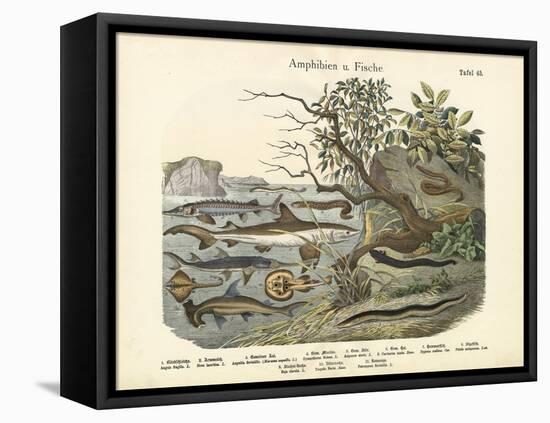 Amphibians and Fishes, C.1860-null-Framed Premier Image Canvas