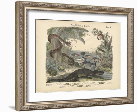 Amphibians and Fishes, C.1860-null-Framed Giclee Print