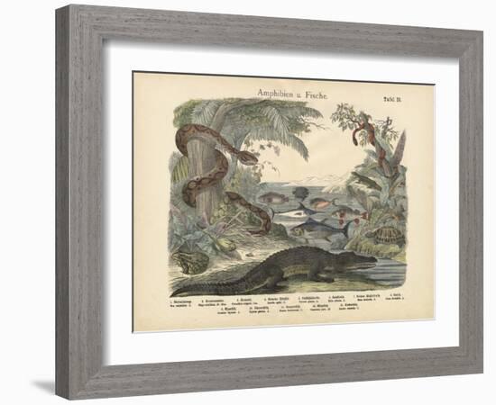 Amphibians and Fishes, C.1860-null-Framed Giclee Print