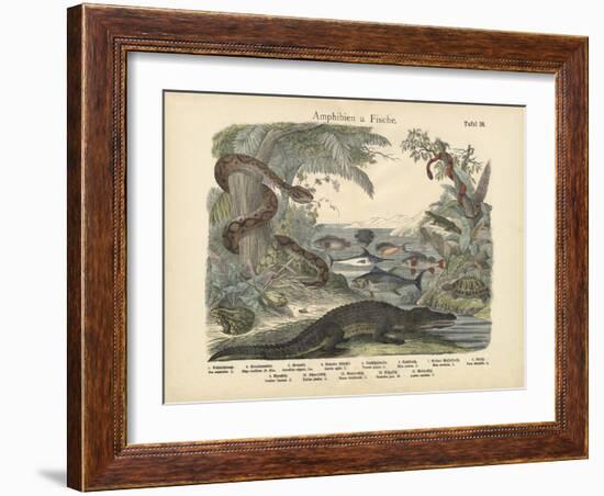 Amphibians and Fishes, C.1860-null-Framed Giclee Print