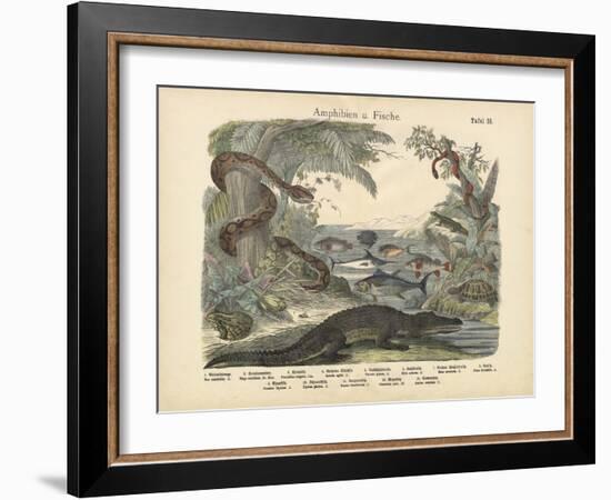 Amphibians and Fishes, C.1860-null-Framed Giclee Print