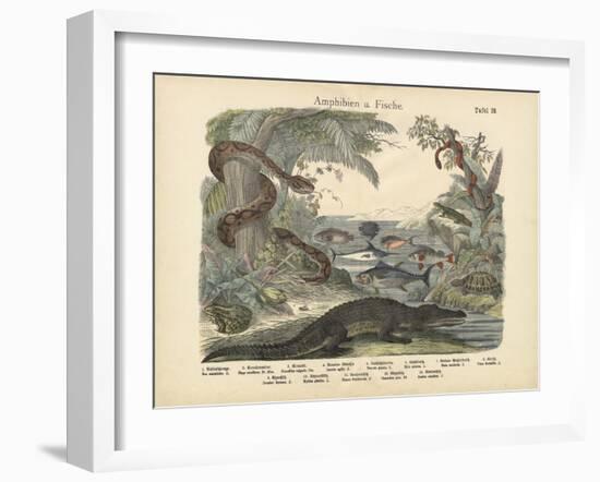 Amphibians and Fishes, C.1860-null-Framed Giclee Print